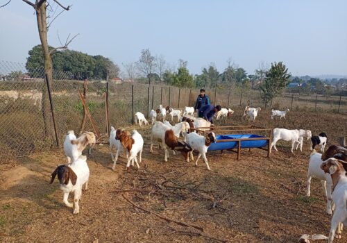 पशुपालनमा युवाको आकर्षण बढ्दो, अनुदानमा सेटिङको आरोप