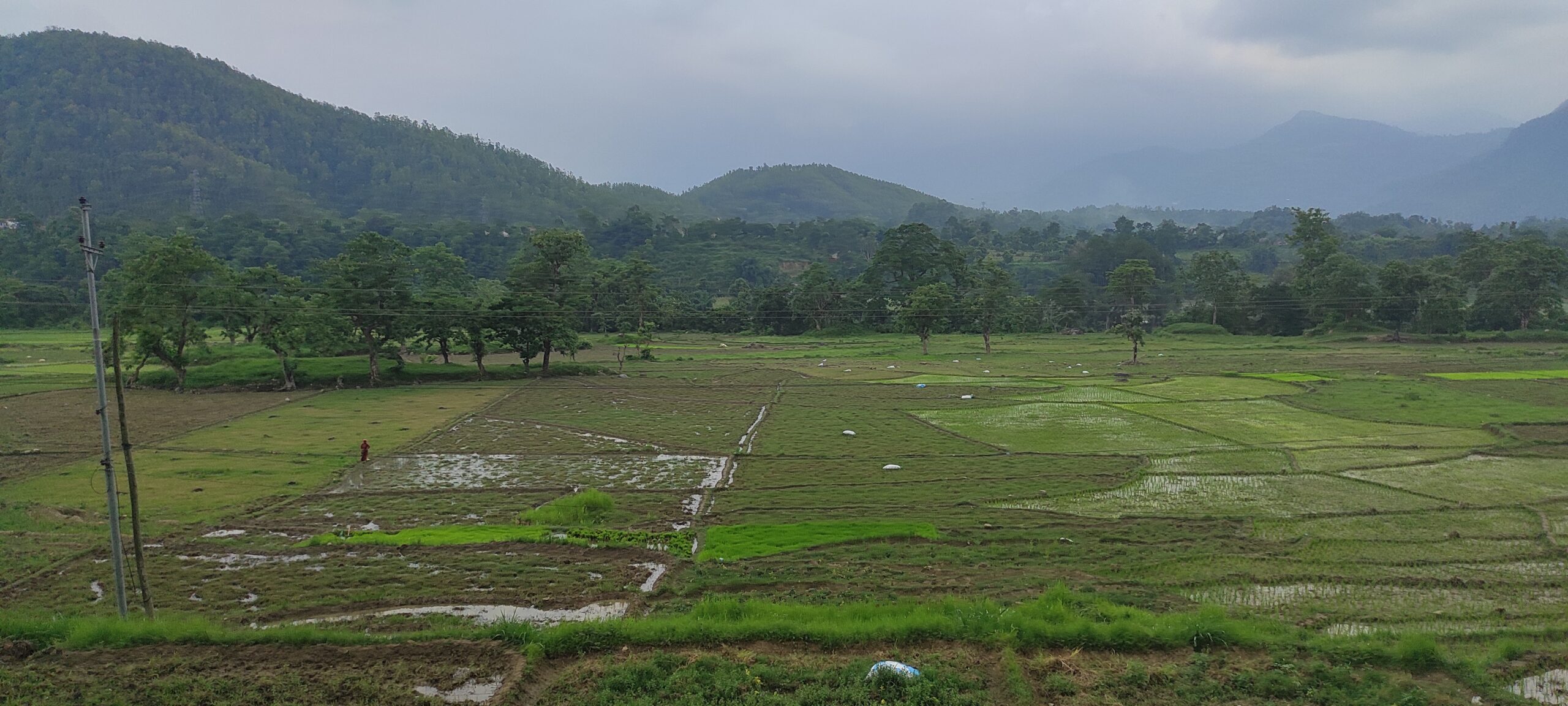 पानी अभावले रोपाइँ ढिला