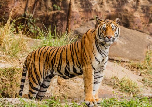 नीलकण्ठ ९ मुरलीभज्यांगमा दिउँसै बाघको आक्रमण,एक जना घाईते