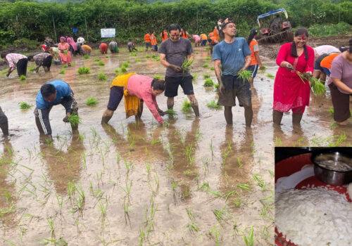 आज असार १५  : धान दिवस, दही चिउराको सांस्कृतिक पर्व मनाइँदै