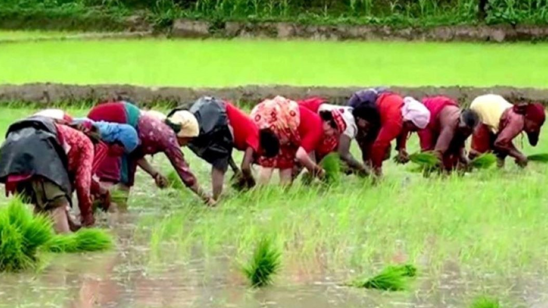 मुलुकभर ३८ प्रतिशत रोपाइँ सम्पन्न