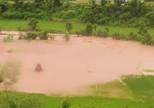 नुवाकोटमा बाढीले सयौँ रोपनी धानखेत बगरमा परिणत